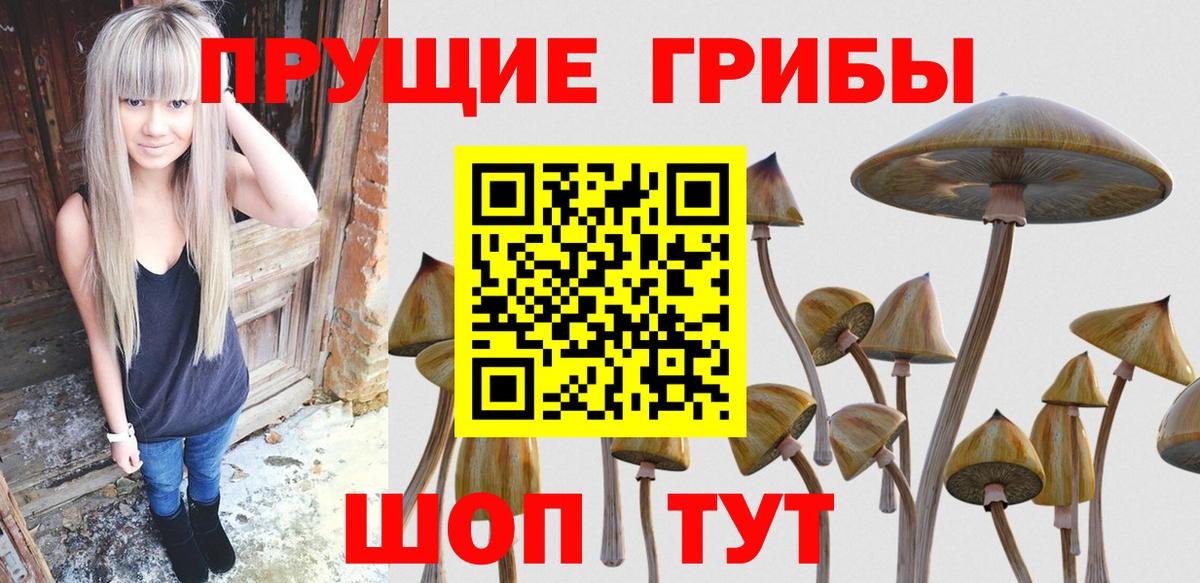 Псилоцибиновые грибы Psilocybe Чернушка