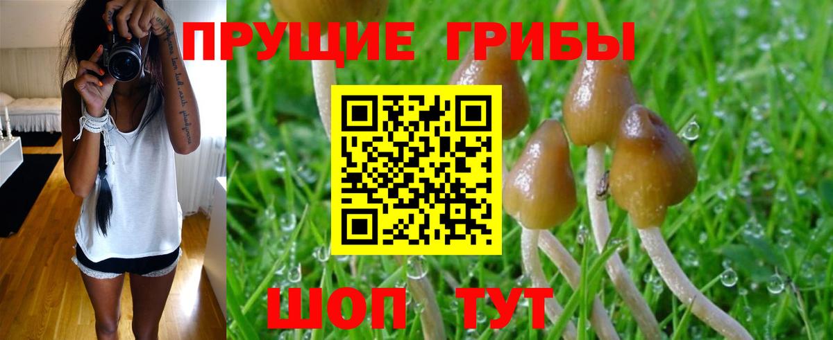 Галлюциногенные грибы MAGIC MUSHROOMS  Чернушка  наркошоп  Псилоцибиновые грибы GOLDEN TEACHER 